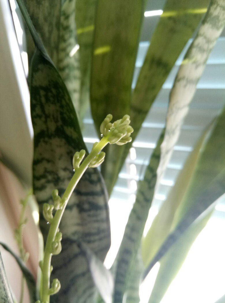 pike color - My, Flowers, , , Sansevieria, Longpost