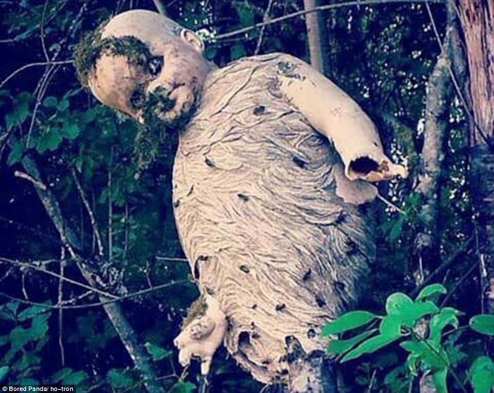 Wasps made a nest in a discarded doll - Vespiary, Doll, Kripota