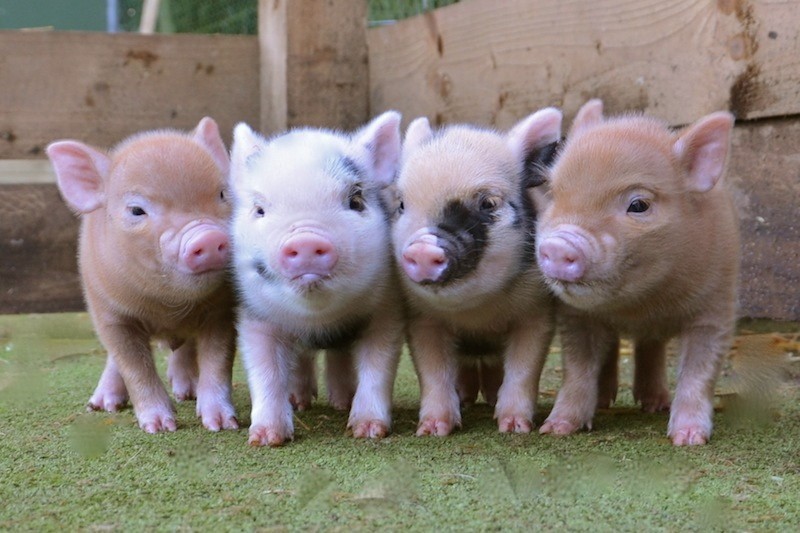 Mini pig: why not an option for a pet? - Mini Pig, Pets, Pet, Milota, Longpost, Pig, Piglet