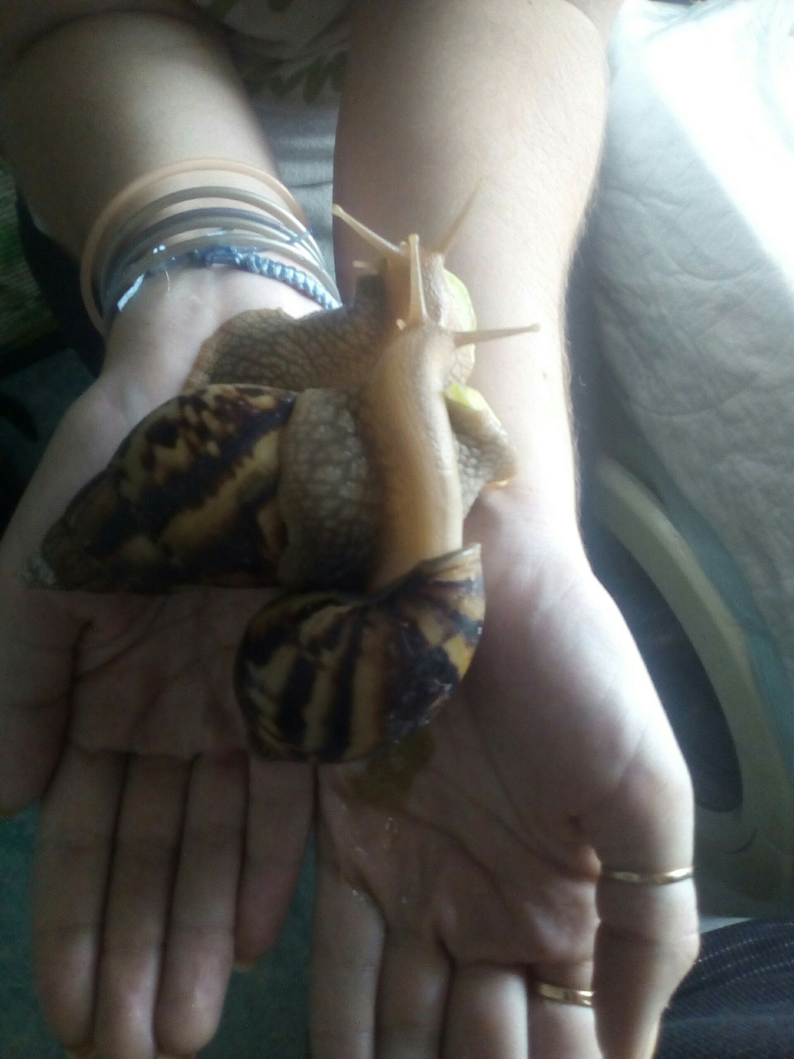 Cats are good, but here are the snails for you! - My, Snail, Achatina, Pets, Longpost