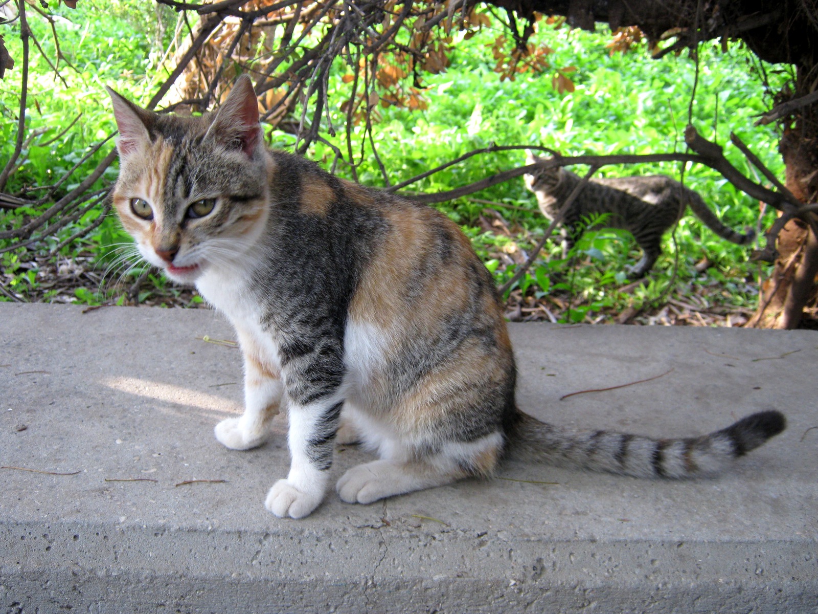 Write a description for the photo - My, cat, Israel, Tabby, Turtle