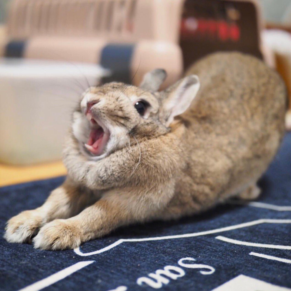 Time to sleep) - Rabbit, The photo, Milota, Pets, Yawn, Longpost