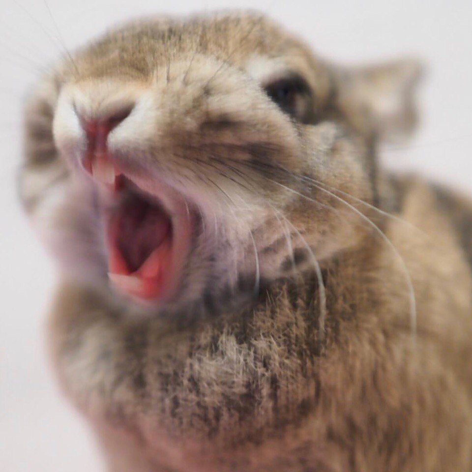 Time to sleep) - Rabbit, The photo, Milota, Pets, Yawn, Longpost