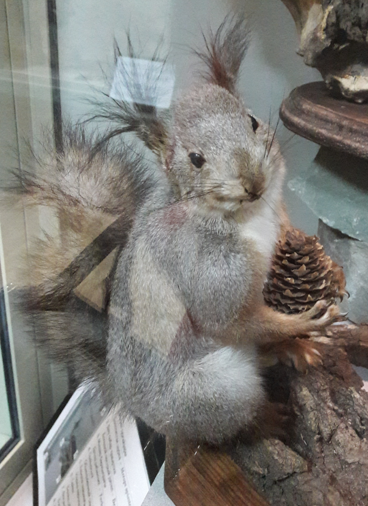 I'm sharing! - My, Squirrel, Cones, Museum, I share