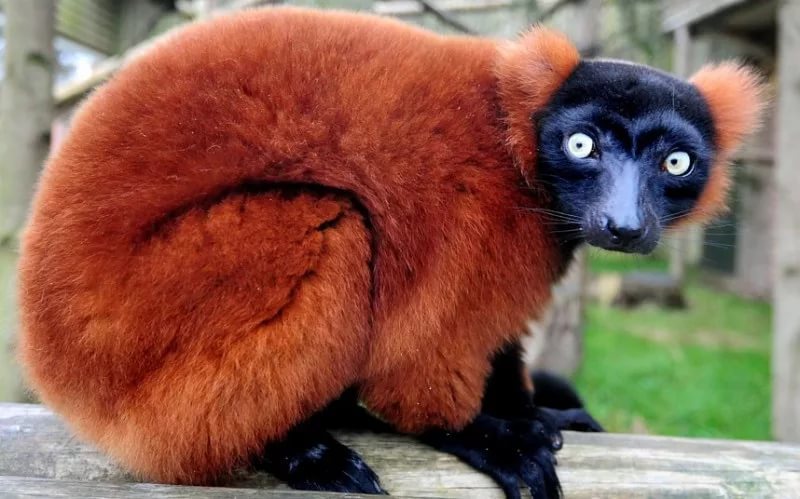 Red (red) lemur vari. - Lemur, , Vari, Animals, Redheads, Milota, Longpost