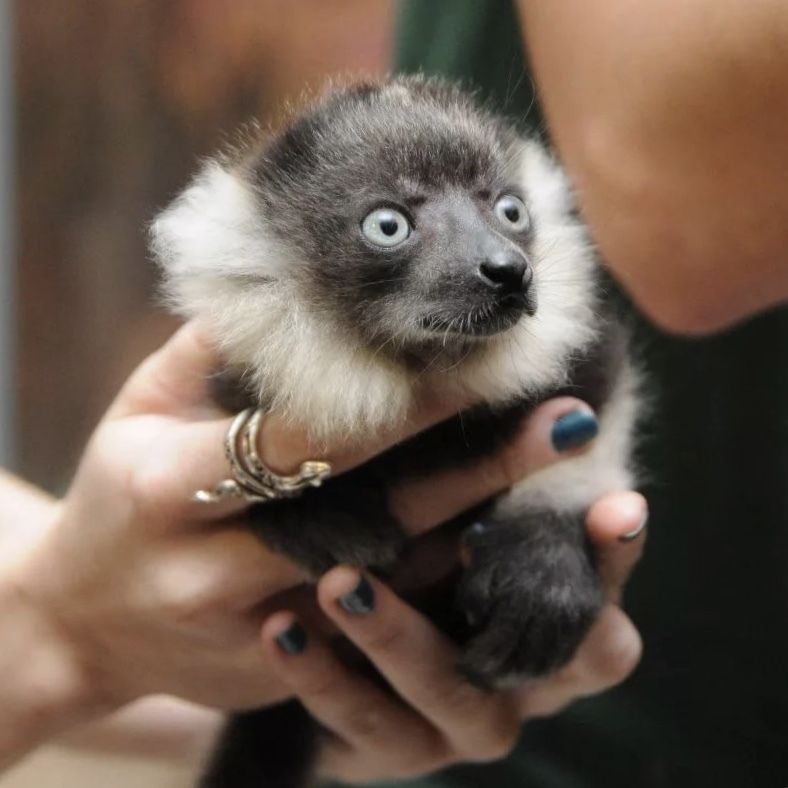 Black and white lemur vari. - Black and white, , Lemur, Vari, Animals, Milota, Longpost