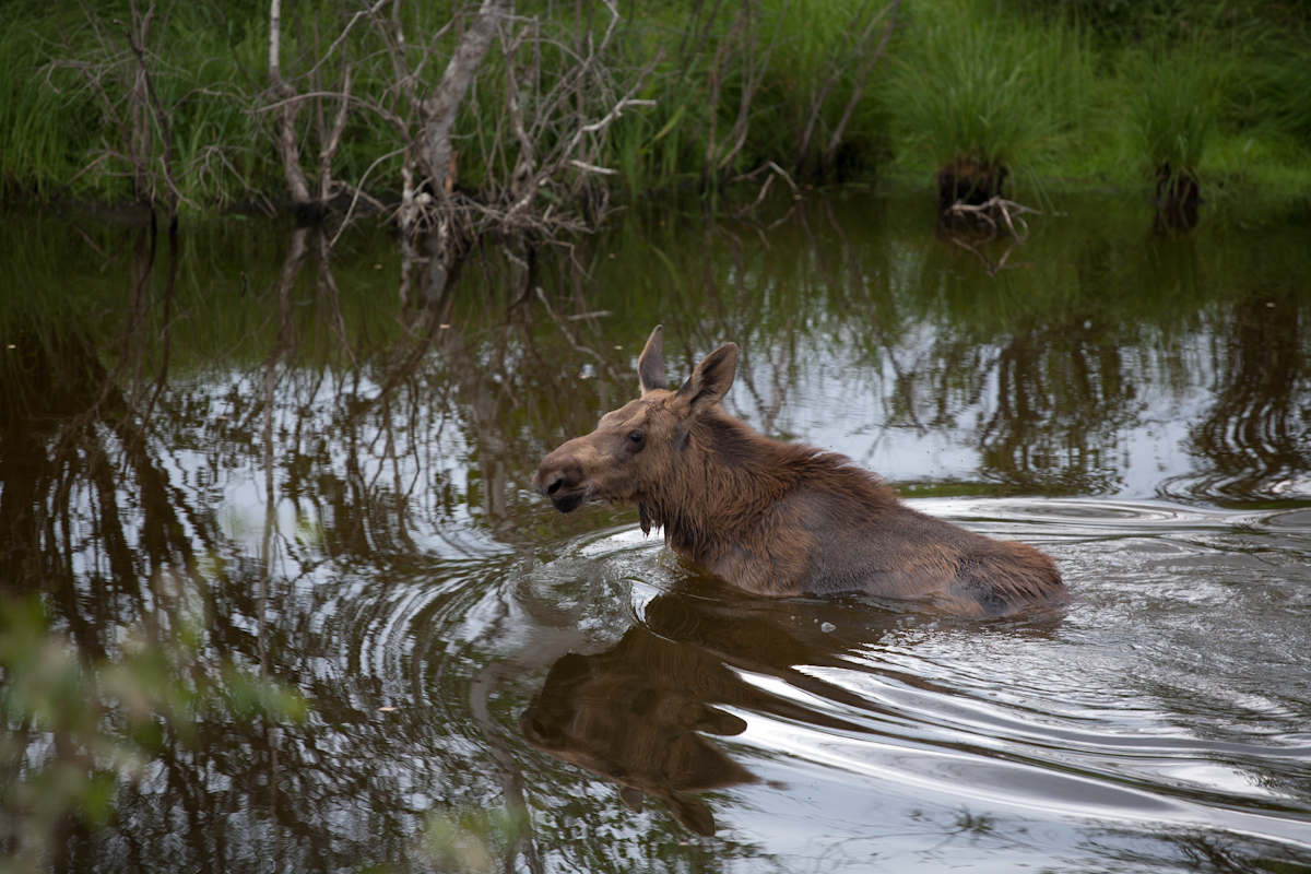 calf - Elk, Animals, Yakutia, Water, Nature, The photo