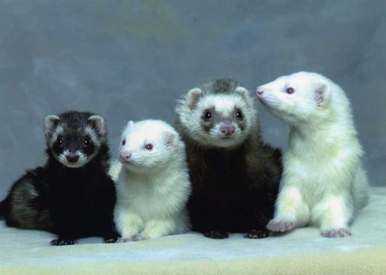 Ferrets - Funny Ferrets, Ferret, Animals, Longpost