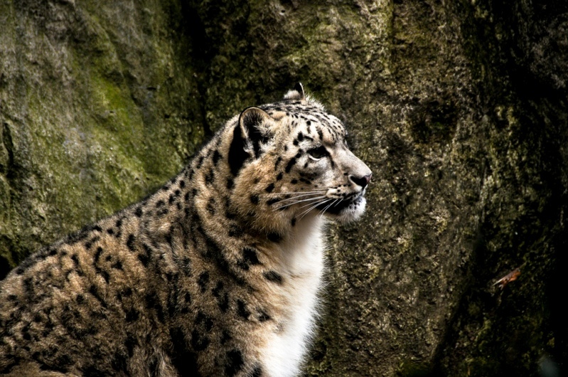 Snow Leopard - Snow Leopard, Longpost, Cat family, Wild animals, The photo