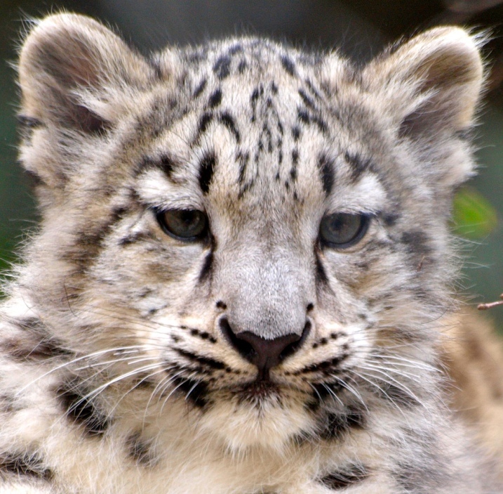 Snow Leopard - Snow Leopard, Longpost, Cat family, Wild animals, The photo