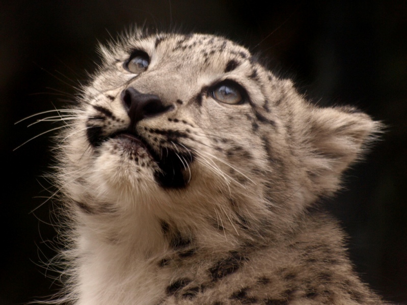 Snow Leopard - Snow Leopard, Longpost, Cat family, Wild animals, The photo