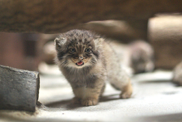 Manul cubs - Pallas' cat, Young, cat, Longpost, The photo