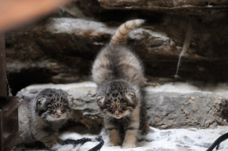 Manul cubs - Pallas' cat, Young, cat, Longpost, The photo