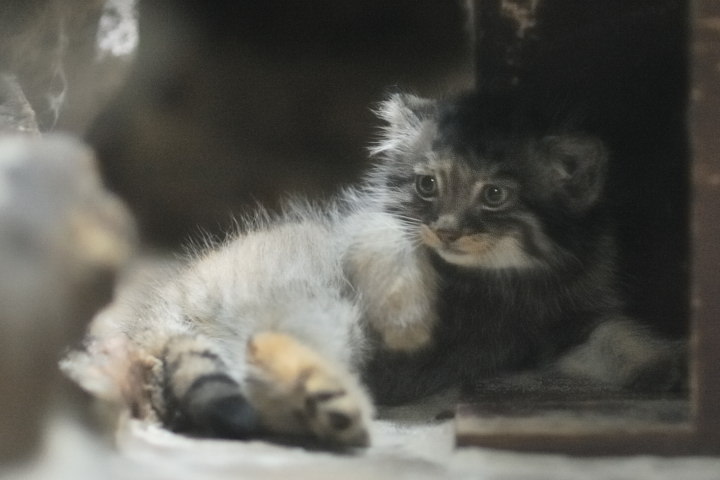 Manul cubs - Pallas' cat, Young, cat, Longpost, The photo