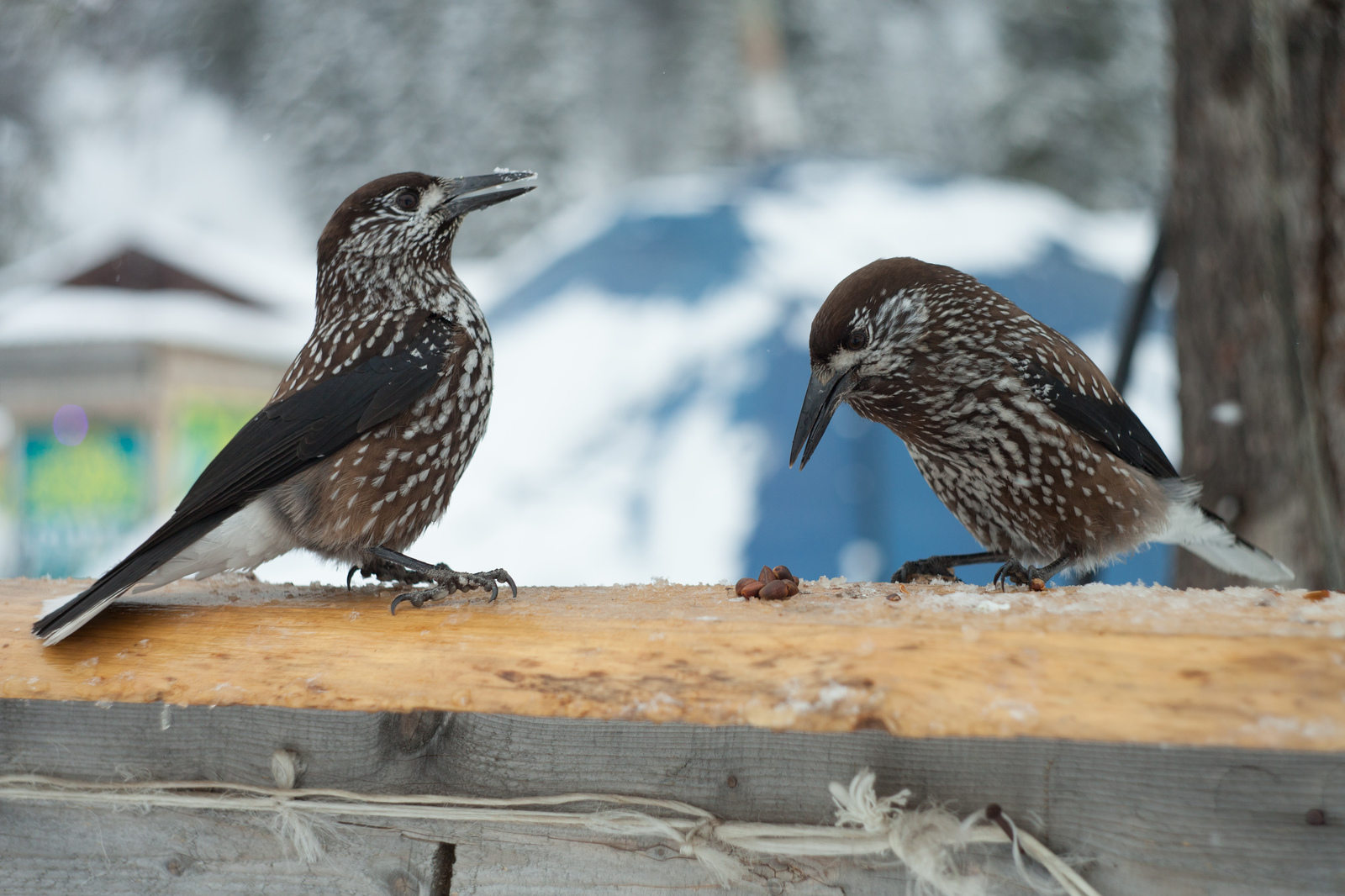 Kedrovka. - My, Sheregesh, Birds, Longpost