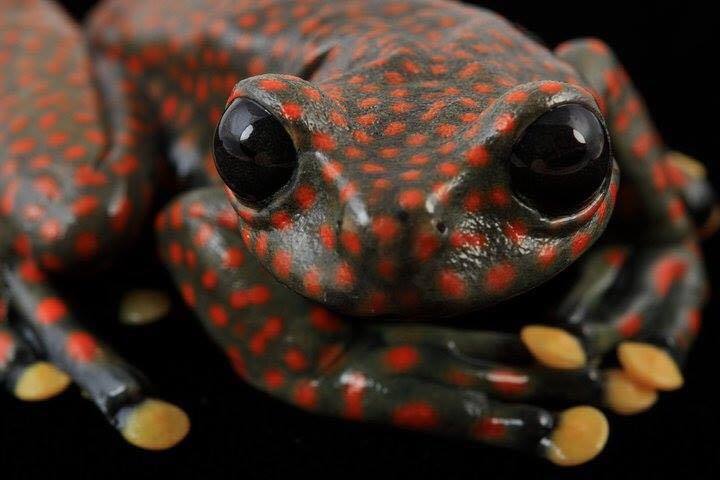 Rare poison dart frogs from Ecuador - Frogs, Terrariumistics