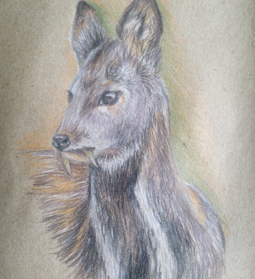 Animals - My, Longpost, Drawing, Animals