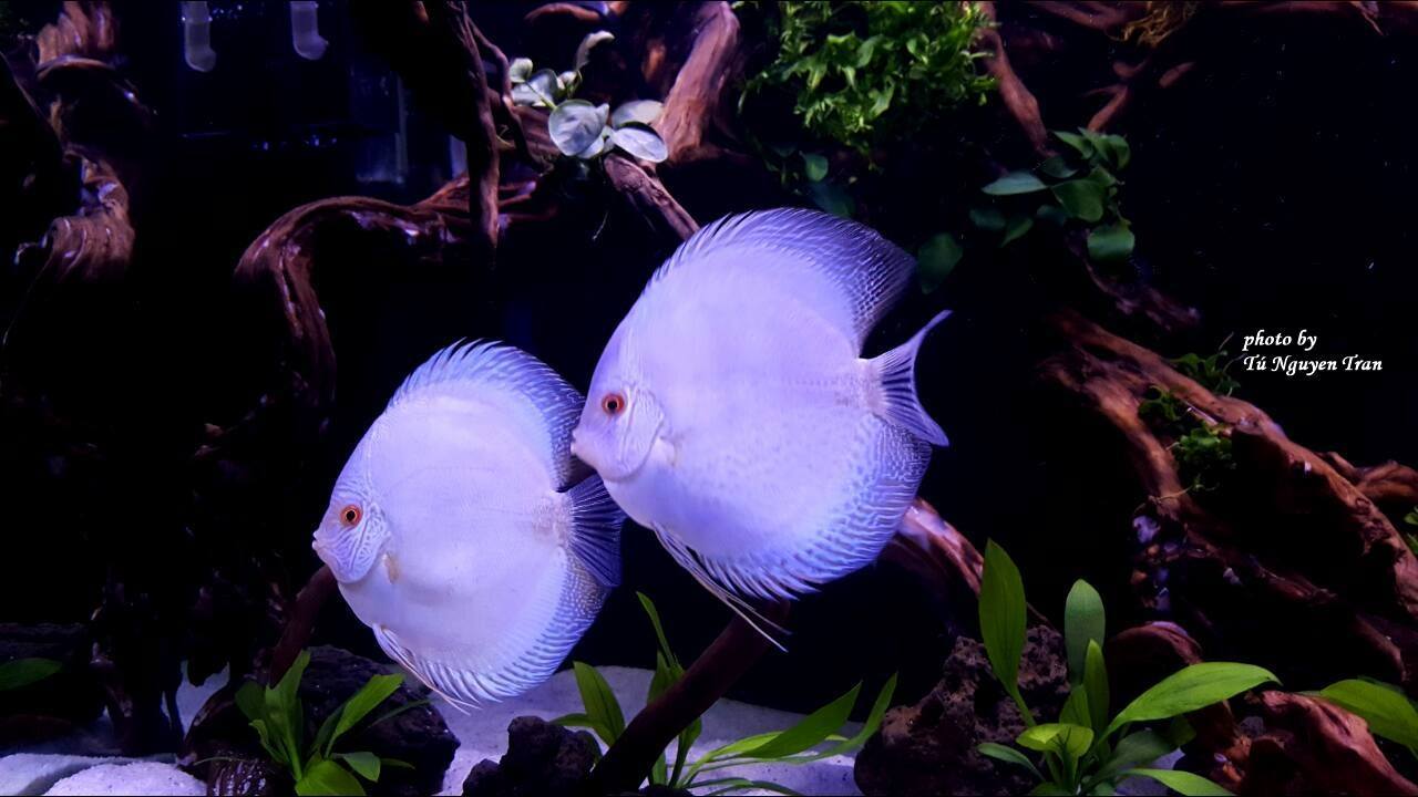 Unusual color - Aquarium, Aquarium fish