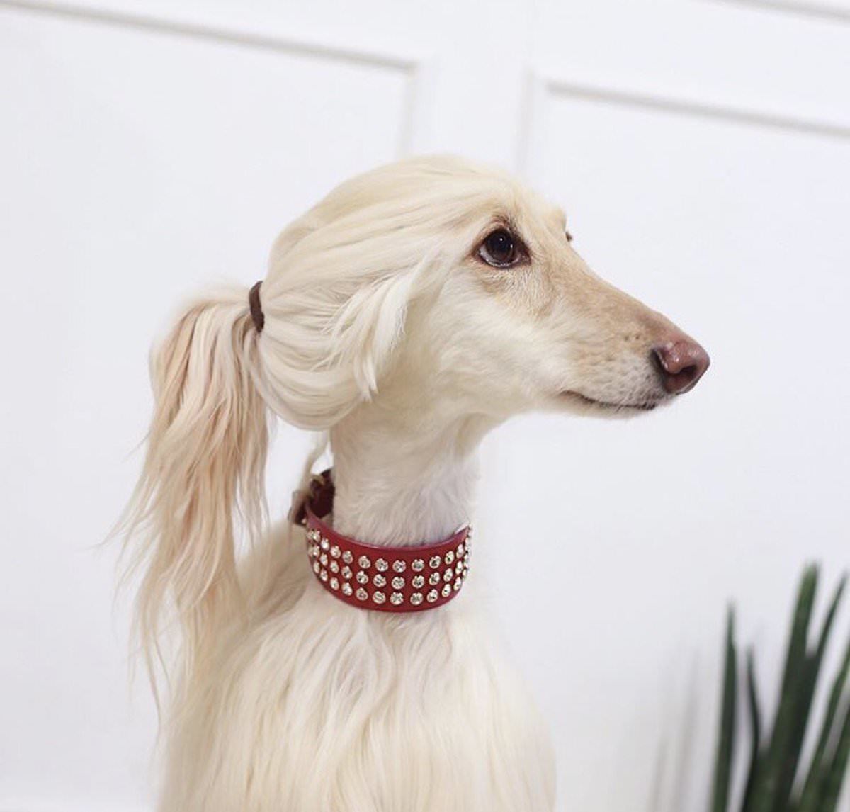 This dog looks more fashionable than me - Dog, Прическа, The photo, Grooming, Animals, Reddit