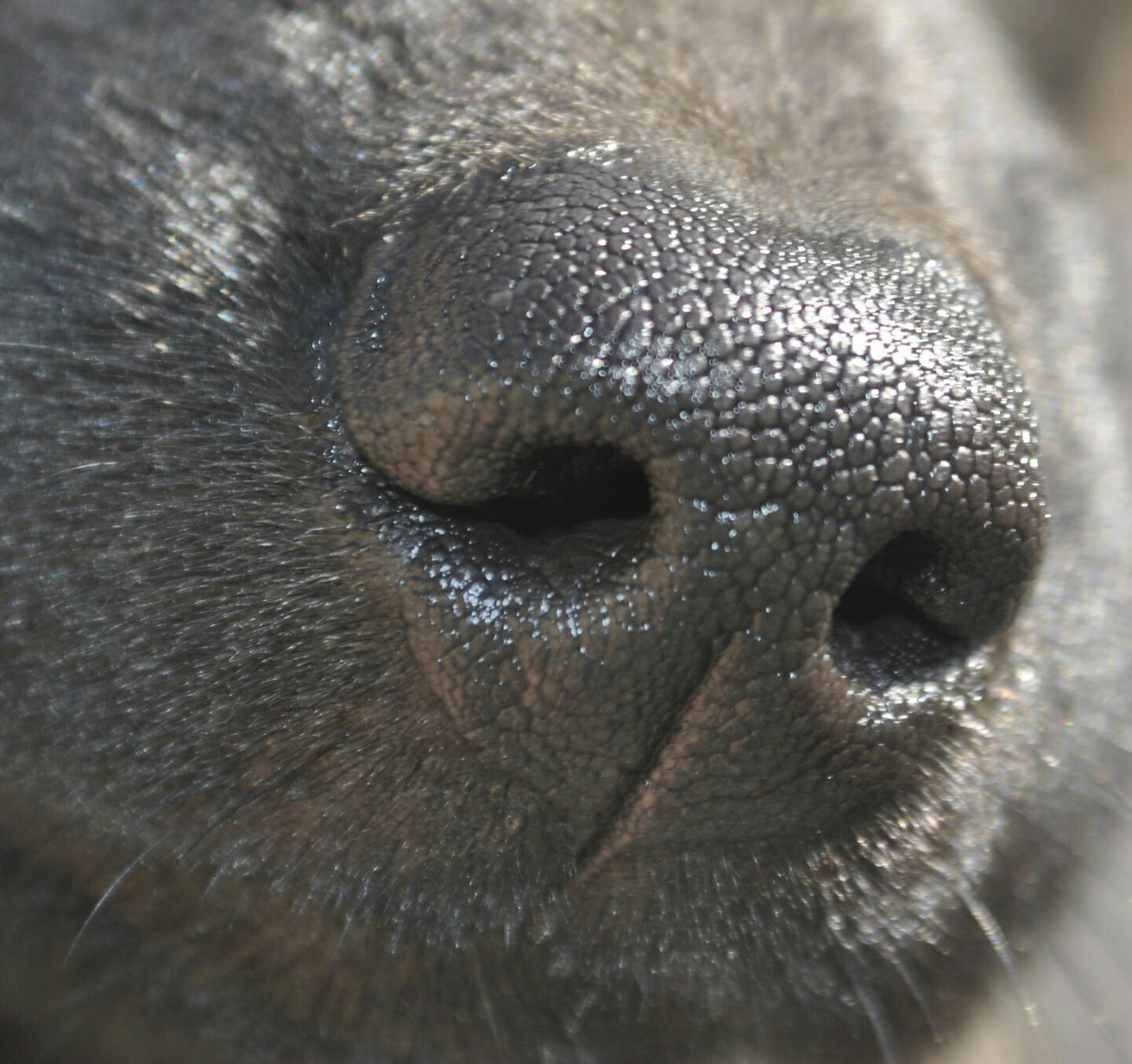 Xoloitzcuintli - My, My, Dog, Xoloitzcuintli, , Breed, Longpost