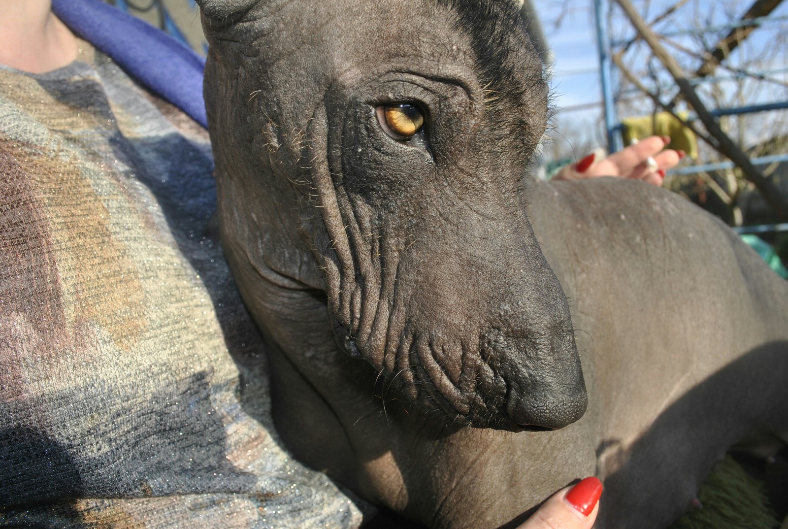 Xoloitzcuintli - My, My, Dog, Xoloitzcuintli, , Breed, Longpost