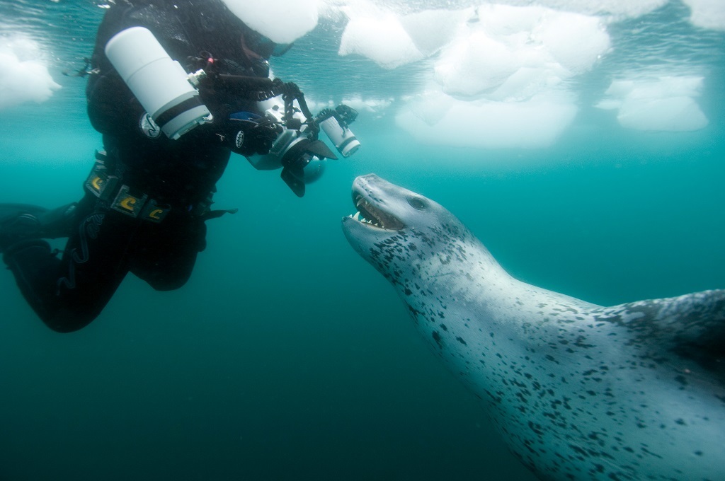 Leopard seal - Leopard seal, Ocean, , Nature, The photo, Video, Longpost, Predator