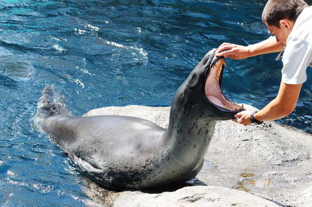 Leopard seal - Leopard seal, Ocean, , Nature, The photo, Video, Longpost, Predator