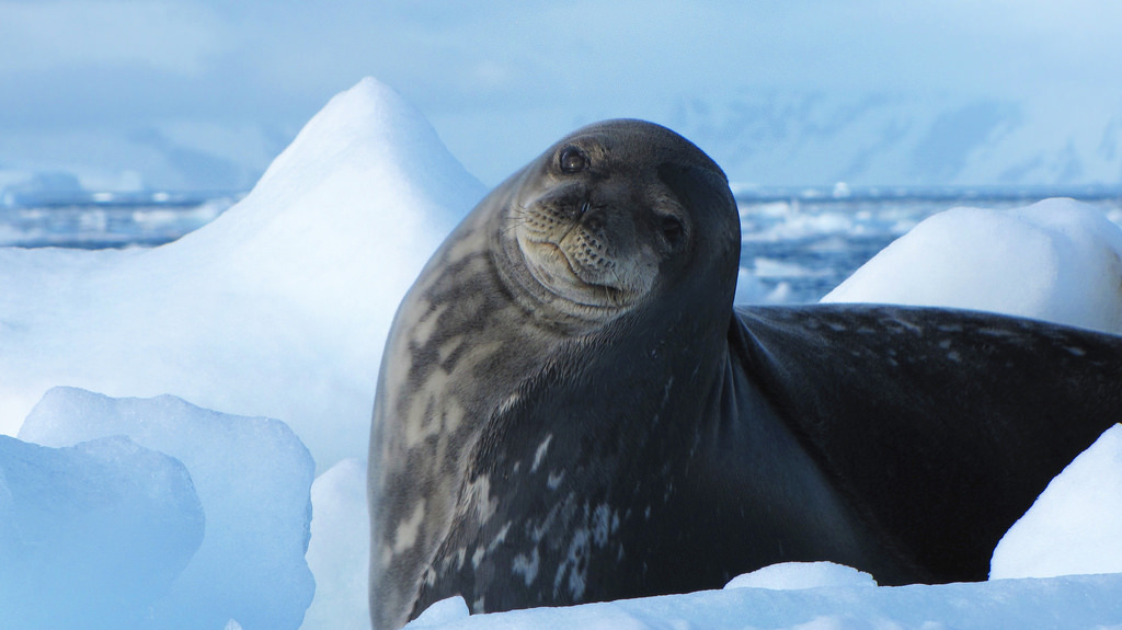 Leopard seal - Leopard seal, Ocean, , Nature, The photo, Video, Longpost, Predator