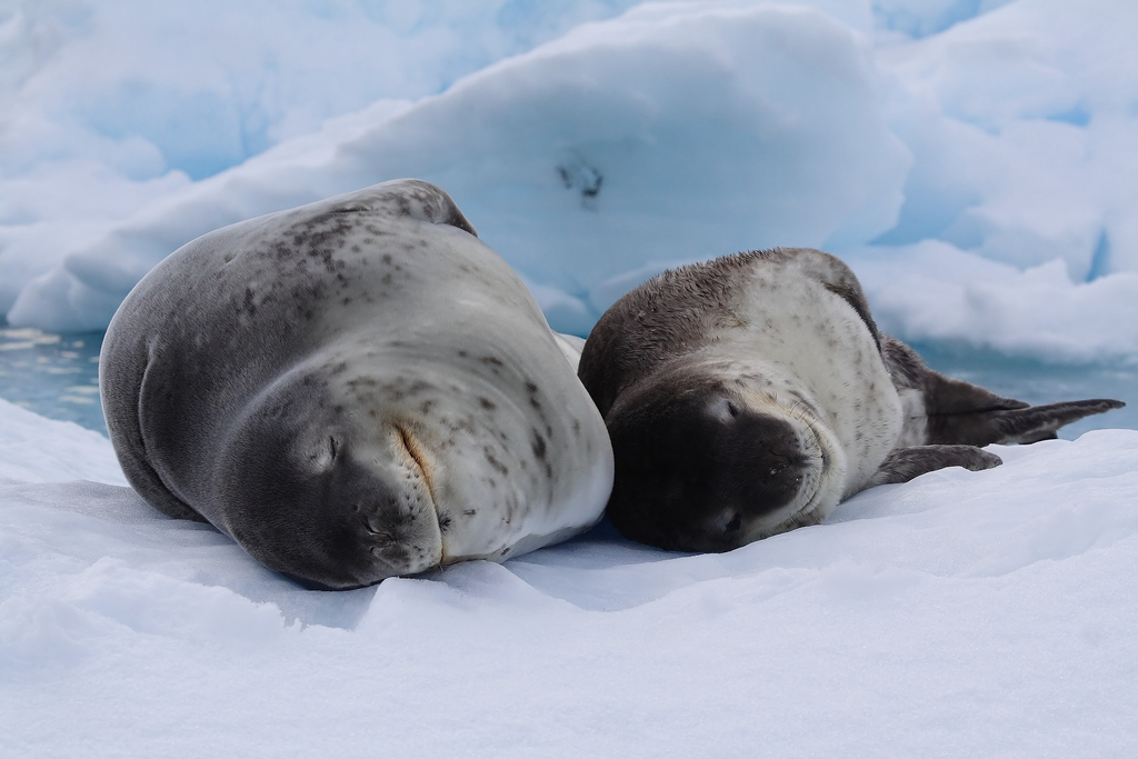 Leopard seal - Leopard seal, Ocean, , Nature, The photo, Video, Longpost, Predator