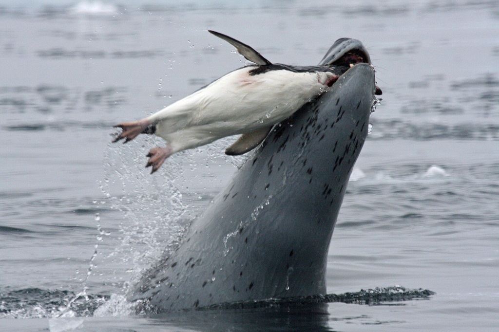 Leopard seal - Leopard seal, Ocean, , Nature, The photo, Video, Longpost, Predator