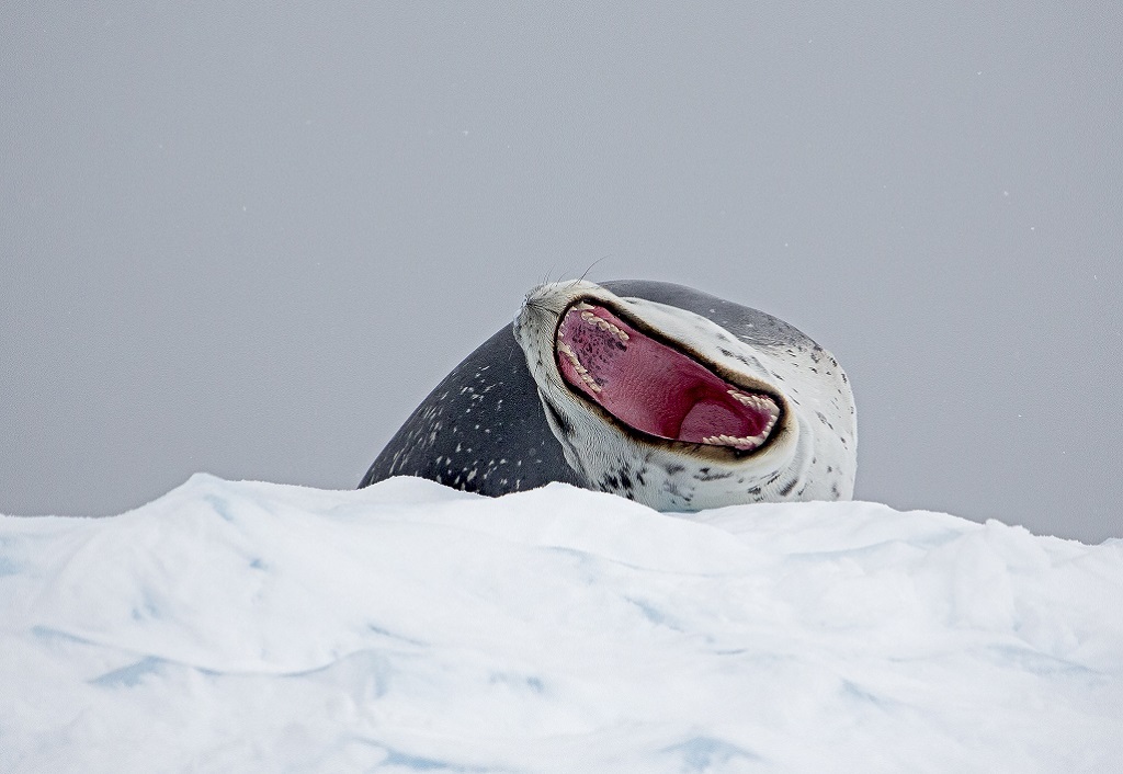 Leopard seal - Leopard seal, Ocean, , Nature, The photo, Video, Longpost, Predator