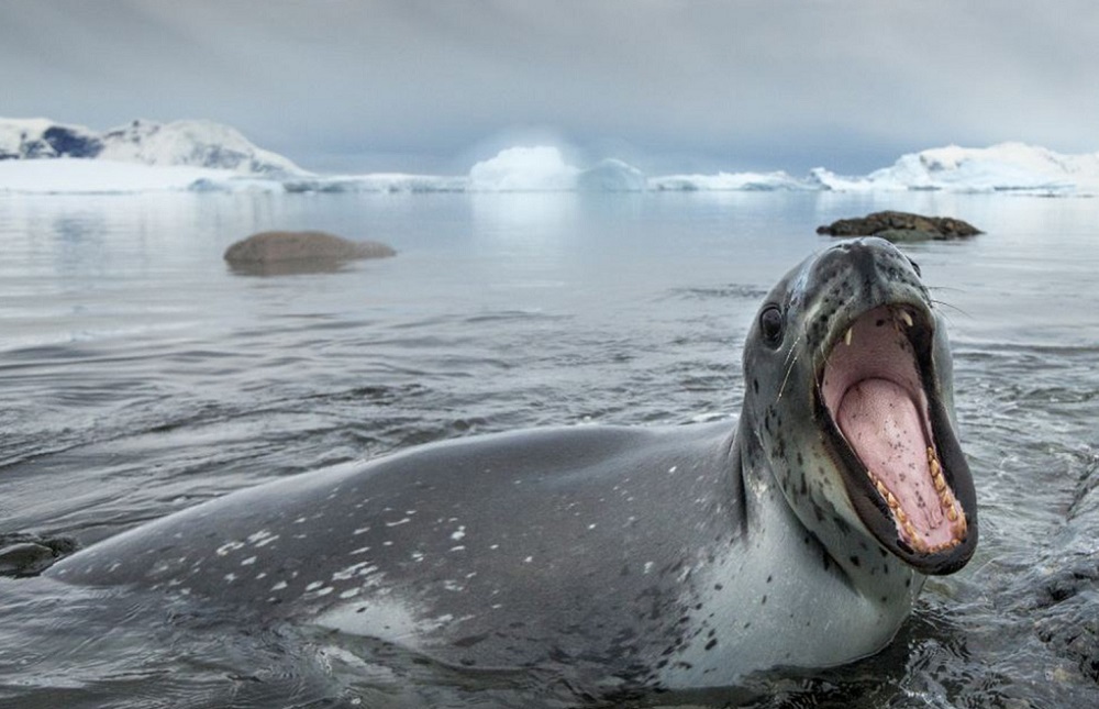 Leopard seal - Leopard seal, Ocean, , Nature, The photo, Video, Longpost, Predator