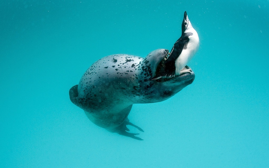 Leopard seal - Leopard seal, Ocean, , Nature, The photo, Video, Longpost, Predator