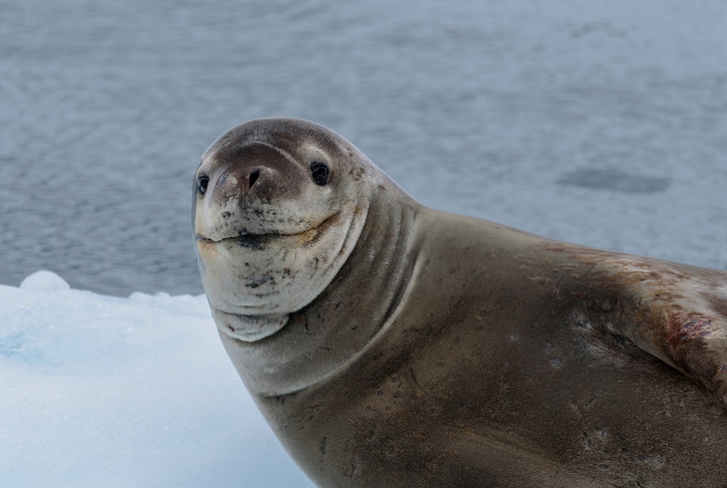 Leopard seal - Leopard seal, Ocean, , Nature, The photo, Video, Longpost, Predator