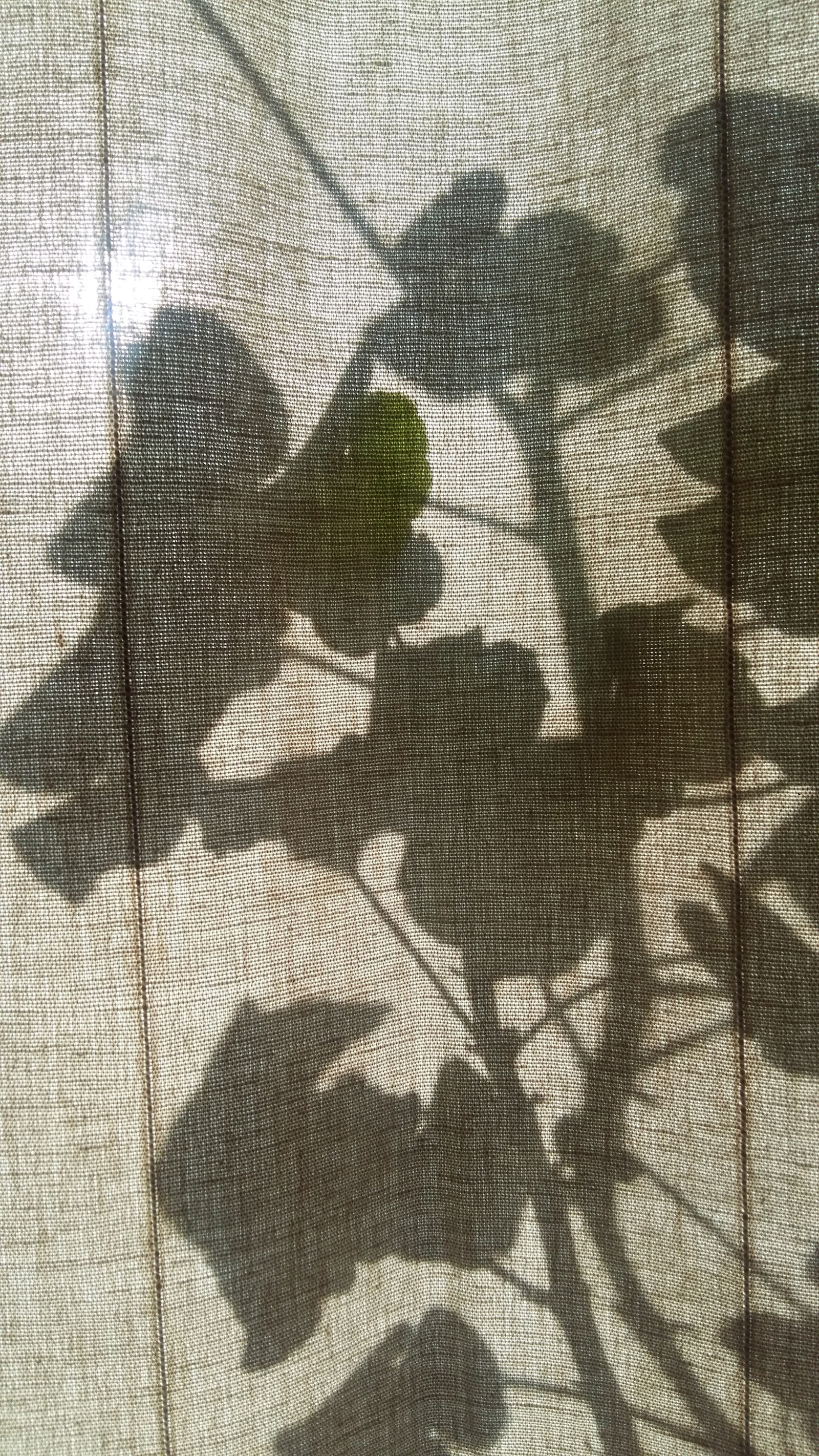 The sun draws - My, The photo, Interesting, Drawing, beauty, Flowers, Flower, A game of shadows, Shadow, Longpost