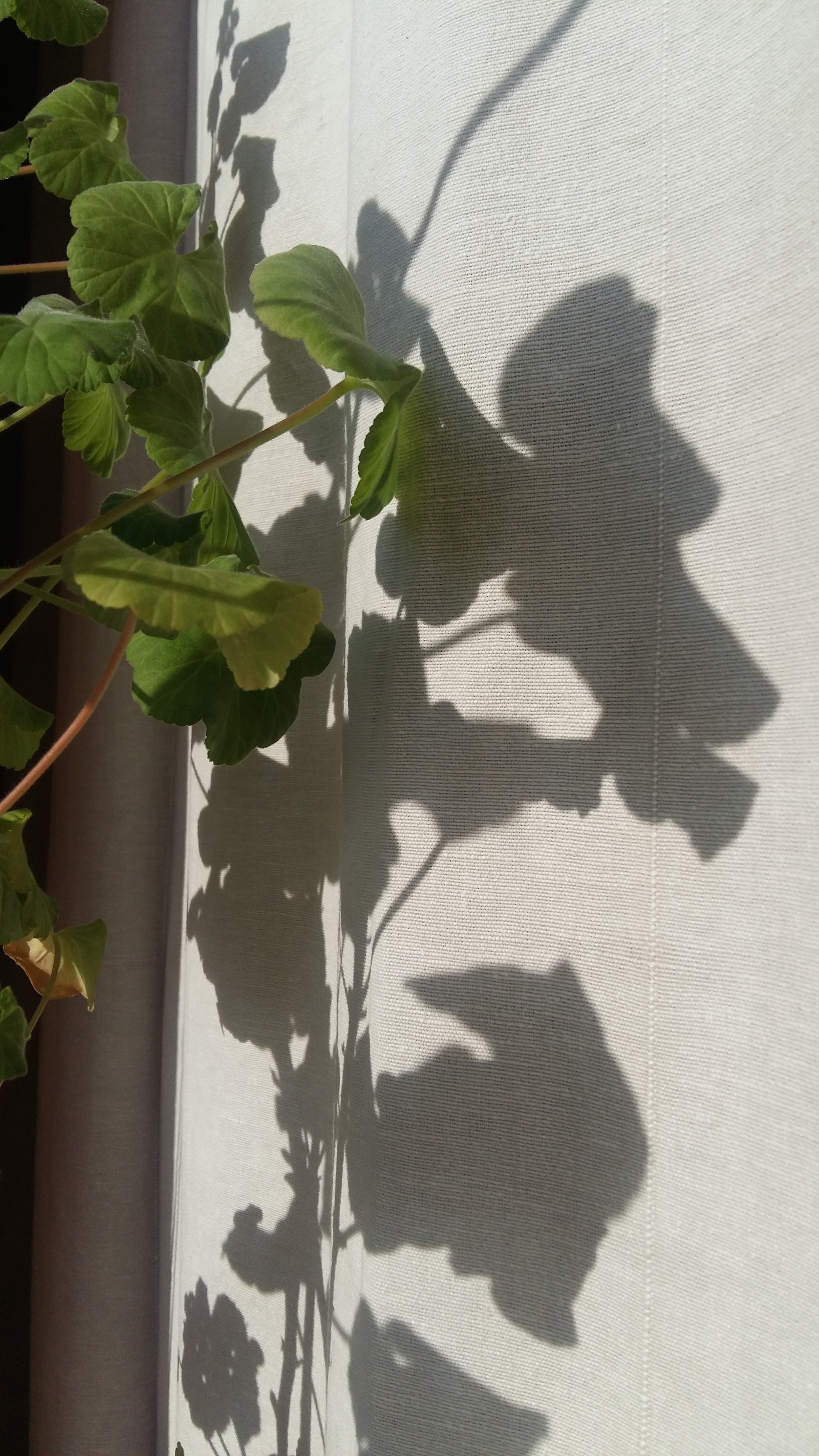 The sun draws - My, The photo, Interesting, Drawing, beauty, Flowers, Flower, A game of shadows, Shadow, Longpost