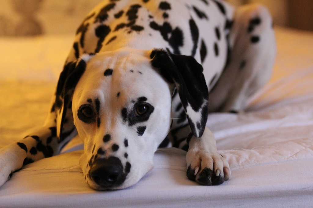 Dalmatians - Dalmatian, Dog, Longpost