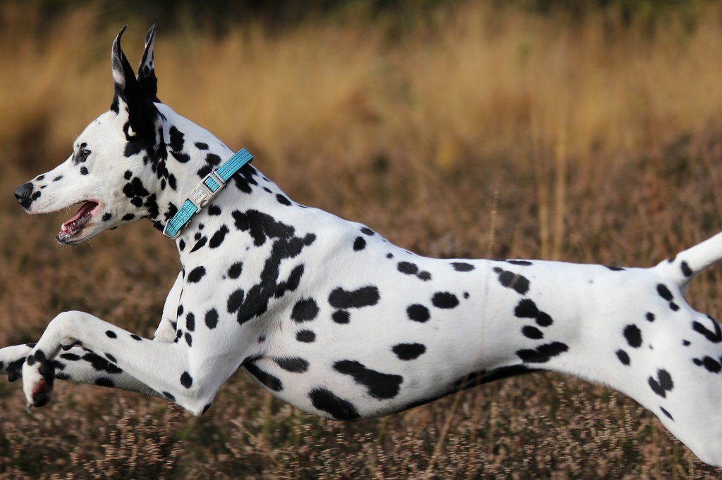 Dalmatians - Dalmatian, Dog, Longpost