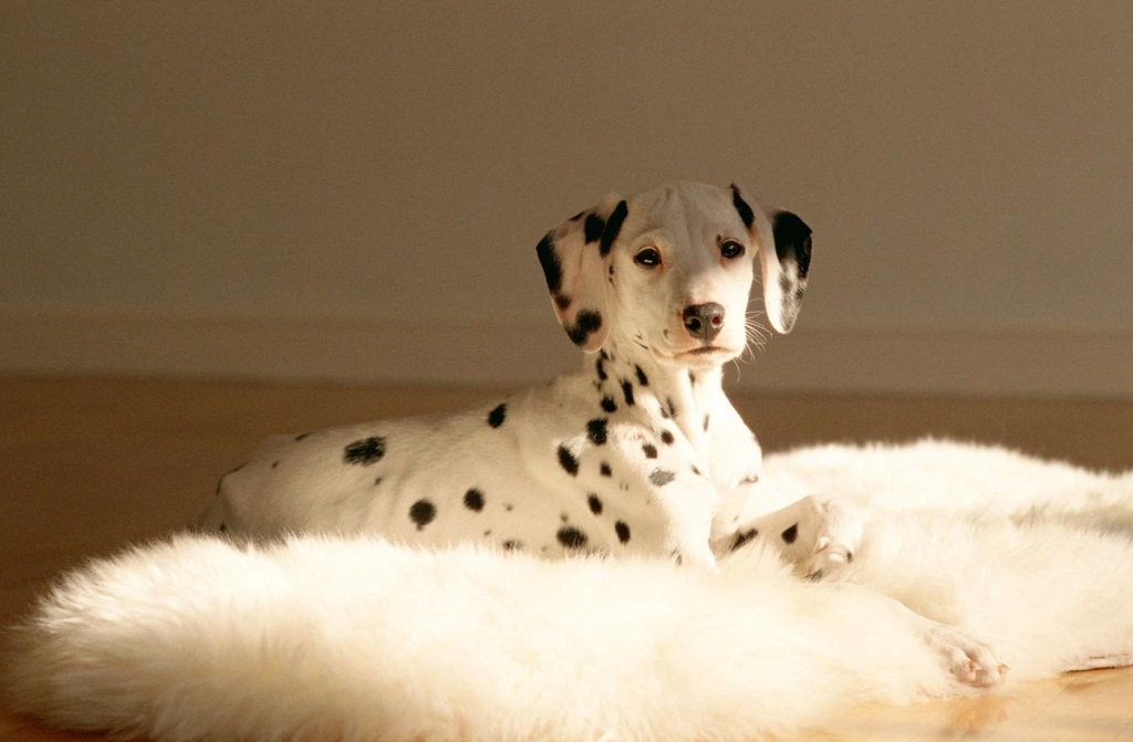 Dalmatians - Dalmatian, Dog, Longpost