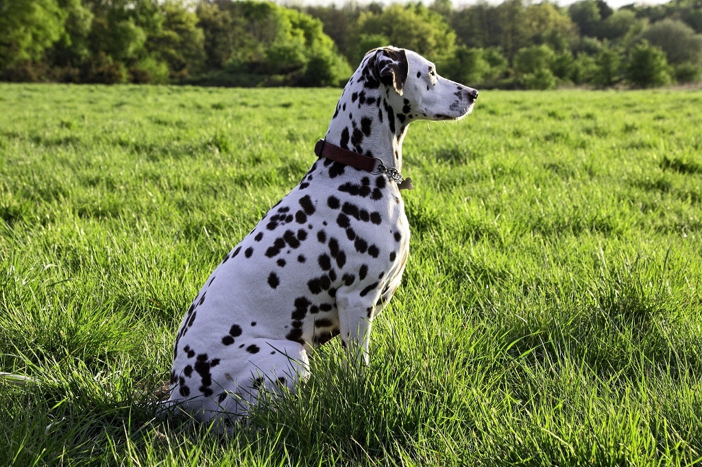 Dalmatians - Dalmatian, Dog, Longpost