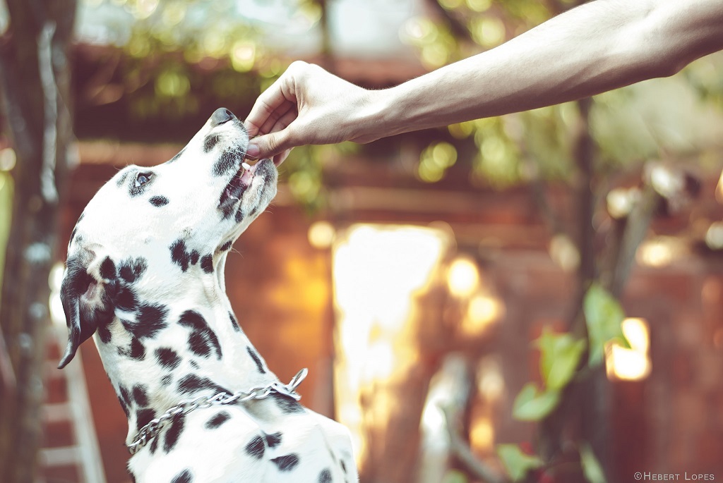 Dalmatians - Dalmatian, Dog, Longpost