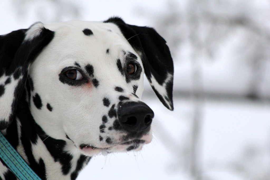 Dalmatians - Dalmatian, Dog, Longpost