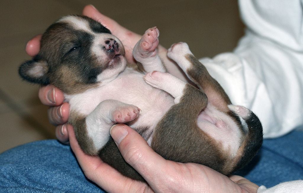 Basenji - African barking dog - Dog, Africa, Animals, Puppies, Longpost, The photo