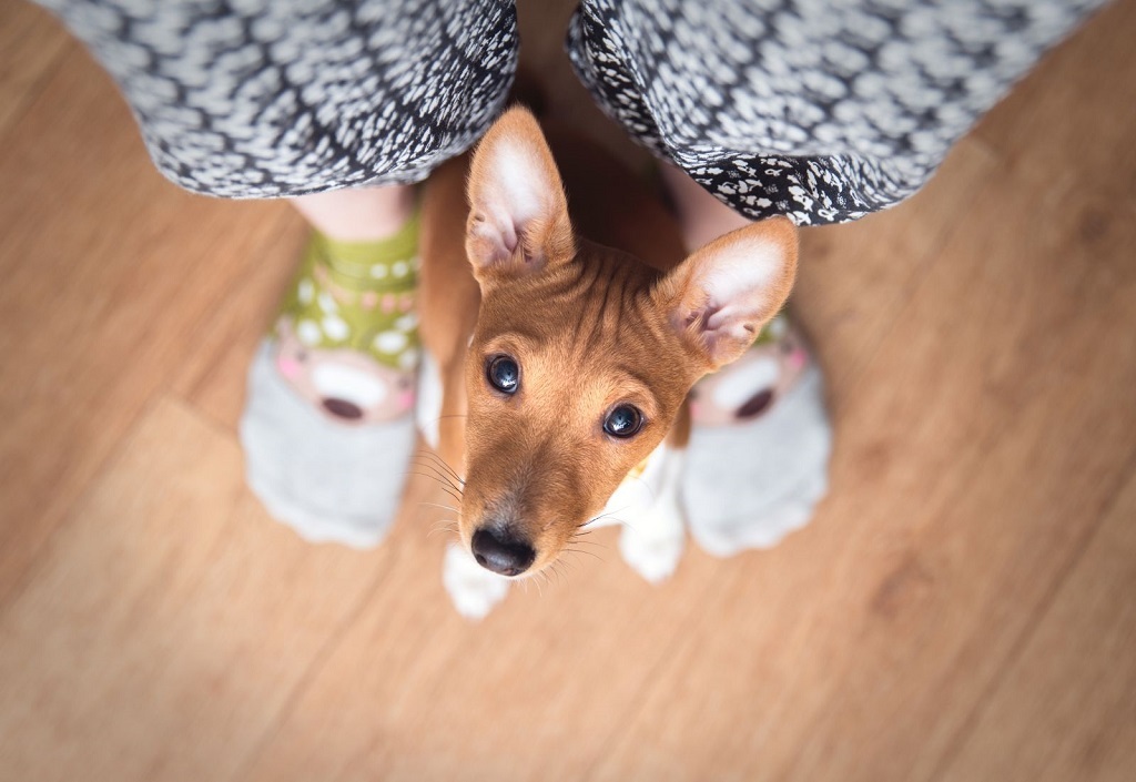 Basenji - African barking dog - Dog, Africa, Animals, Puppies, Longpost, The photo