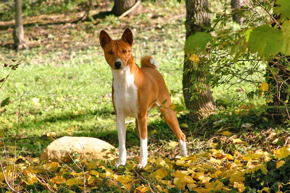 Basenji - African barking dog - Dog, Africa, Animals, Puppies, Longpost, The photo