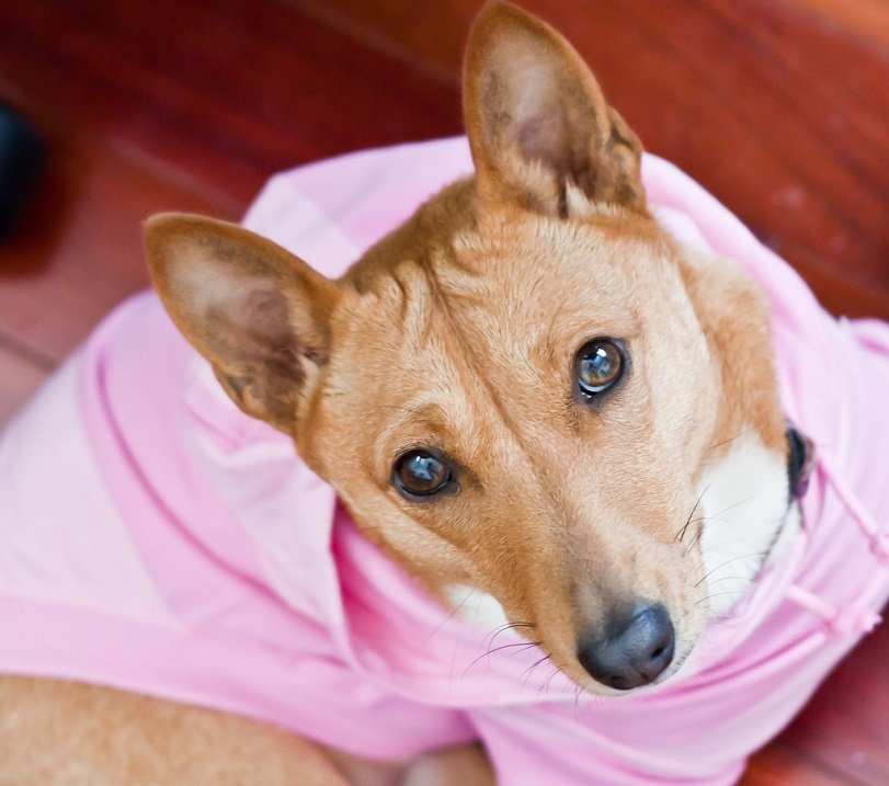 Basenji - African barking dog - Dog, Africa, Animals, Puppies, Longpost, The photo