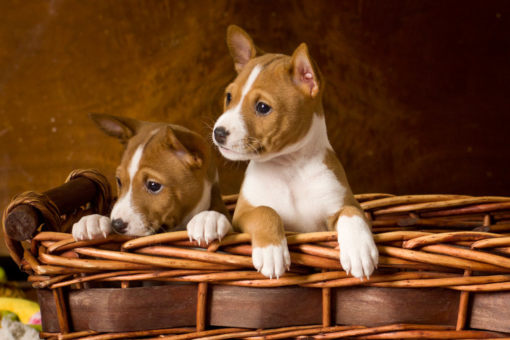 Basenji - African barking dog - Dog, Africa, Animals, Puppies, Longpost, The photo