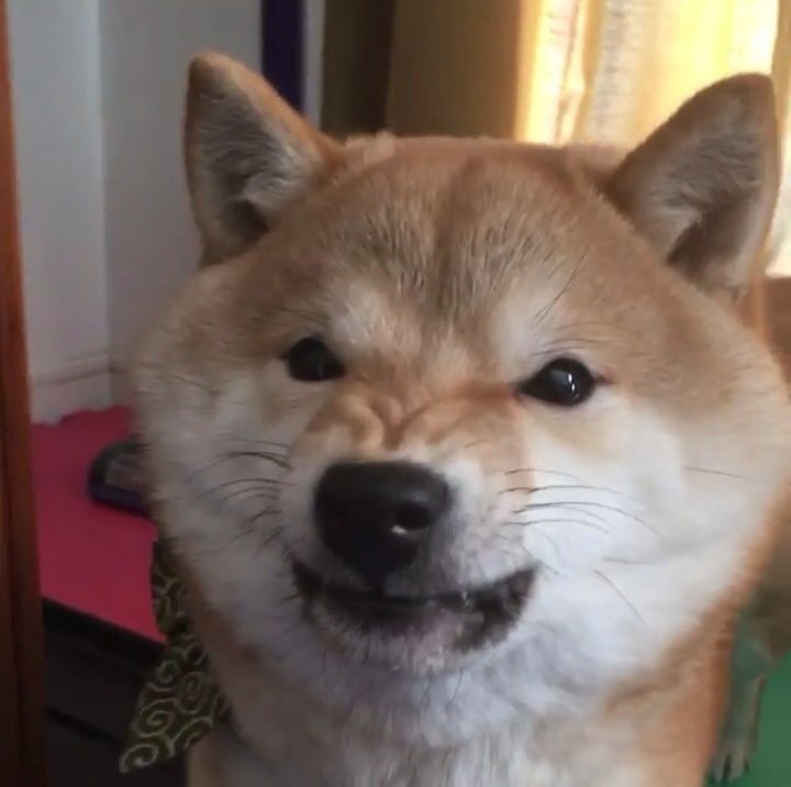 Didn't please - Dog, Muzzle, Shiba Inu