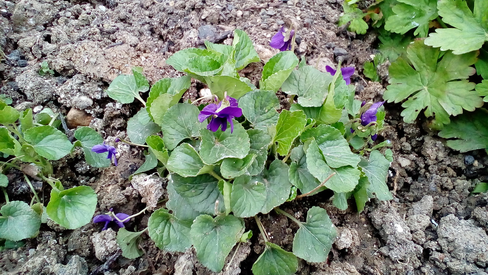 And in the Crimea, violets and periwinkles and old mailboxes bloomed. - My, Crimea, Flowers, Longpost