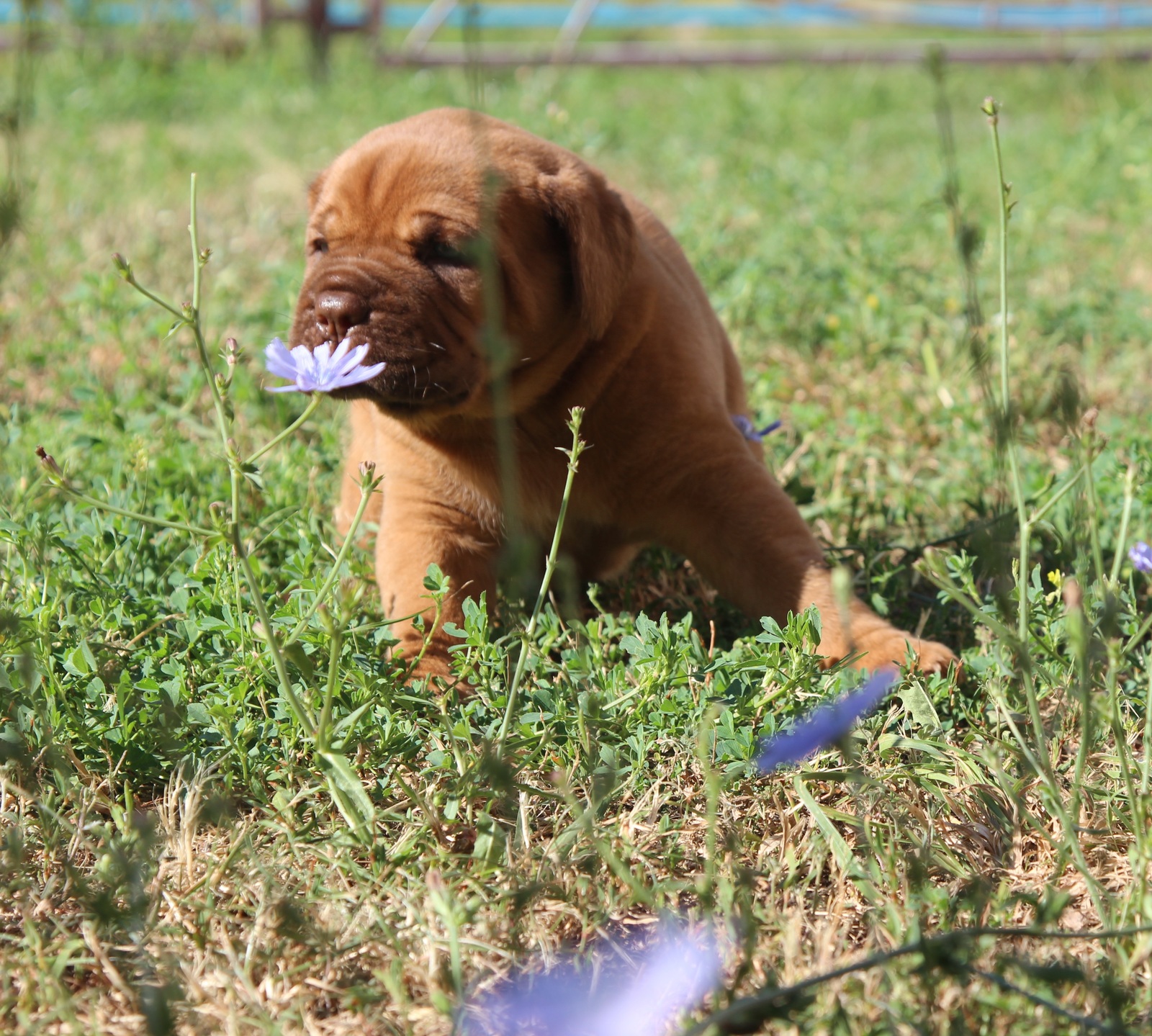 Spring is coming! - My, Great Dane of Bordeaux, French Mastiff, Puppies, Summer, Dog